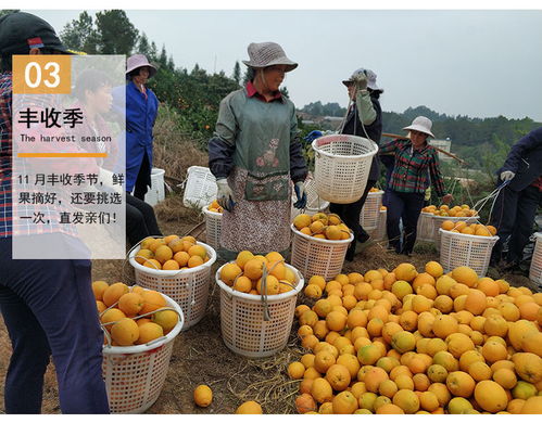 赣南甜脐橙 当季现摘，薄皮易剥的黄金美味