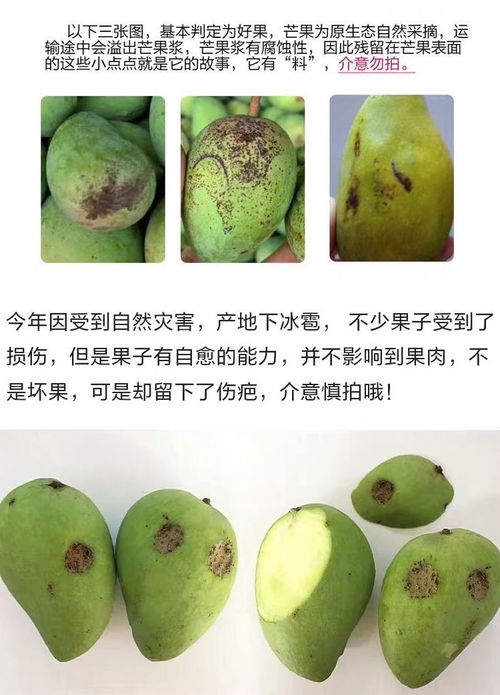 当季小台农芒果 百色热带水果的甜蜜馈赠