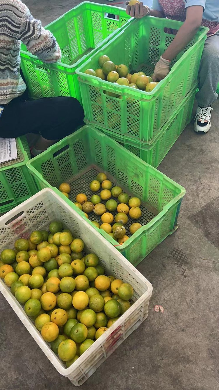 云南特产橙子批发的优质选择 褚橙基地现摘现发，工厂精加工与国际贸易直供