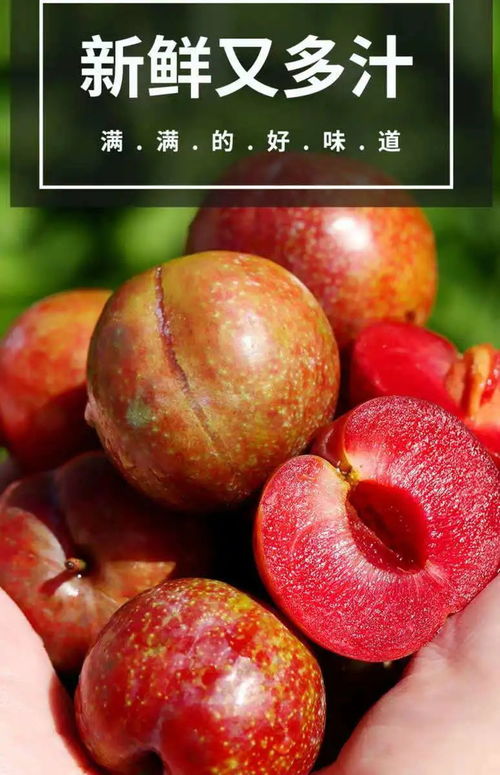 夏日第一口鲜甜 当季青脆红心三华李，新鲜上市的应季优选