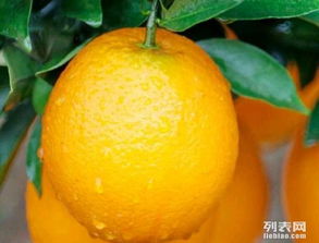 新鲜采摘的原产地汁源 江西信丰脐橙大量批发，从果园直达您的掌心