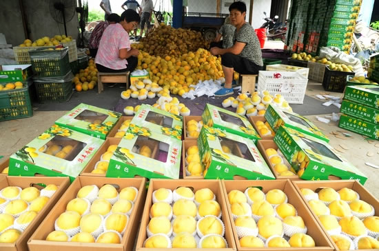江苏太仓 “定制”黄桃上市 新鲜水果批发火热