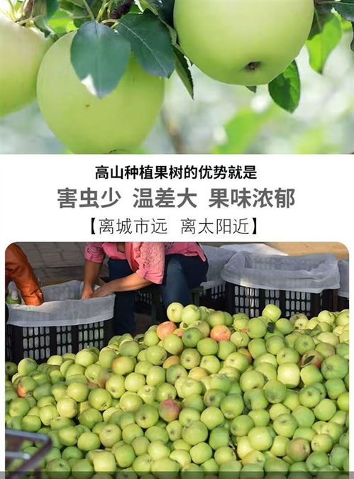 产地直销，新鲜直达 陕西青苹果与徐香猕猴桃超值尝鲜指南
