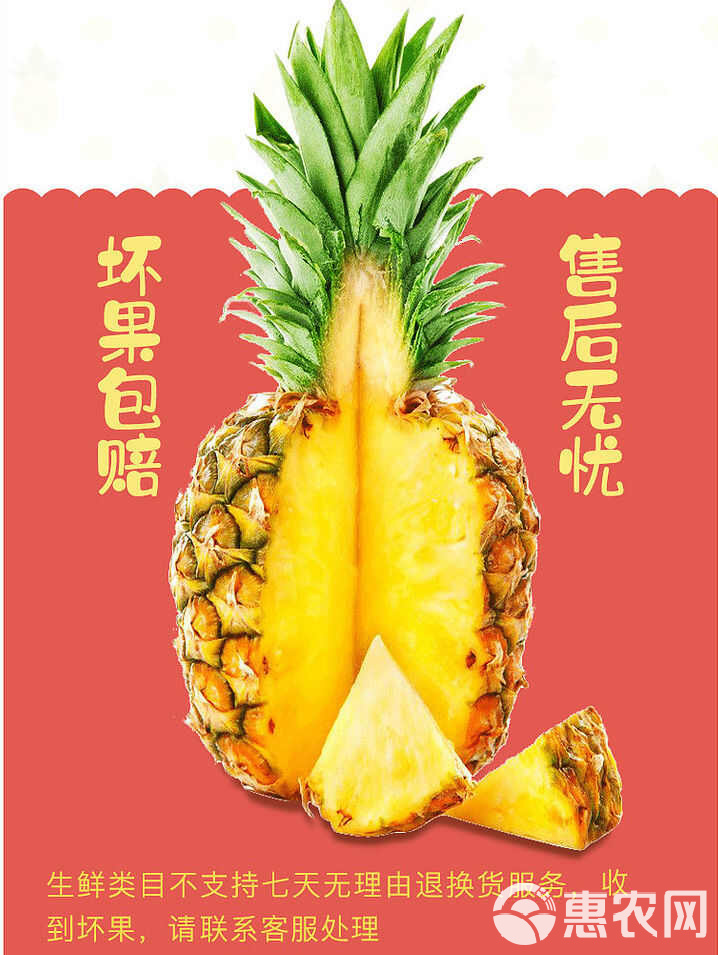 现摘云南西双版纳金钻凤梨新鲜水果牛奶凤梨批发非香水大波萝手撕